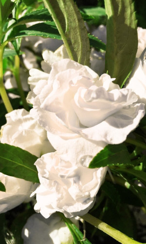 Бальзамин ТОМ САМБ БЕЛЫЙ