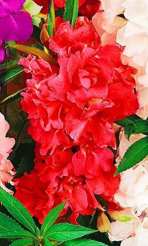 Бальзамин ТОМ САМБ СКАРЛЕТ