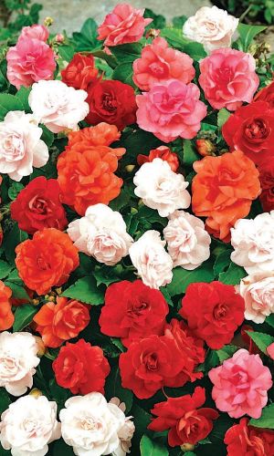 Бальзамин ЯРКИЕ МЕЧТЫ