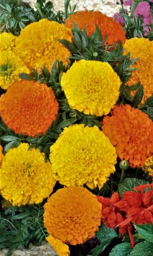 Бархатцы БАРХАТНЫЙ СЕЗОН