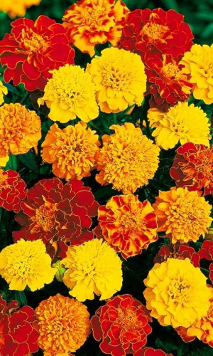 Бархатцы БОНИТА