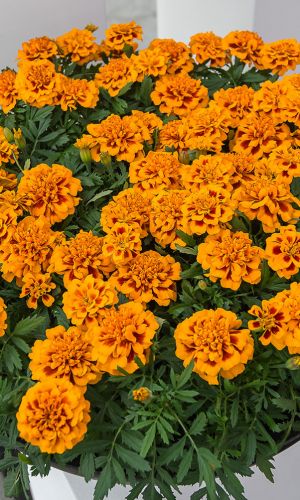 Бархатцы БРОКАДА СПЕНИШ