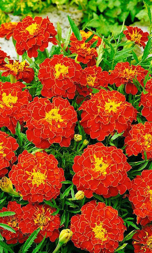 Бархатцы КРАСНАЯ ШАПОЧКА