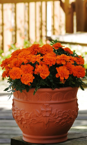 Бархатцы БОЙ ОРАНЖ низкорослые