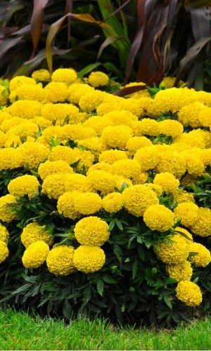 Бархатцы ДЯДЯ СТЁПА