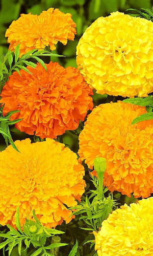 Бархатцы ХЛОПУШКА