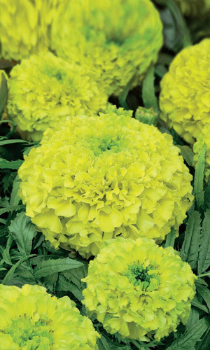 Бархатцы МЕРИ ХЕЛЕН прямостоячие