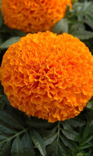 Бархатцы ОРАНЖЕВЫЕ ГИГАНТЫ прямостоячие махровые