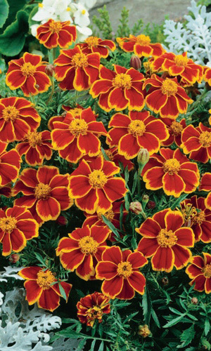 Бархатцы ШАЛОВЛИВАЯ МАРИЭТТА