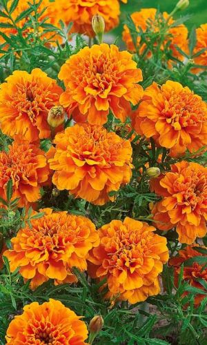 Бархатцы ТАНЖЕРИН