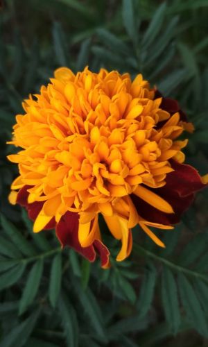 Бархатцы ЖЁЛТАЯ ГОЛОВКА