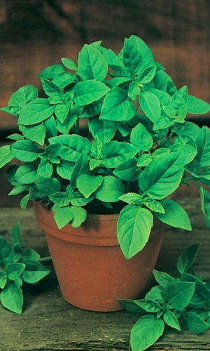 Базилик АРОМАТНЫЙ ГУЛЯШ зелёный