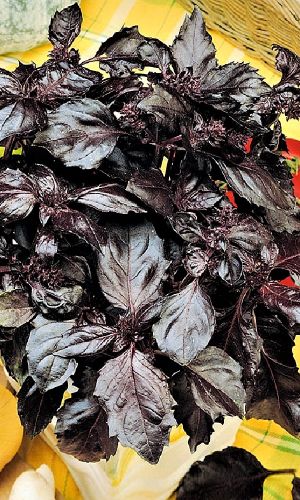 Базилик ФИОЛЕТОВЫЙ