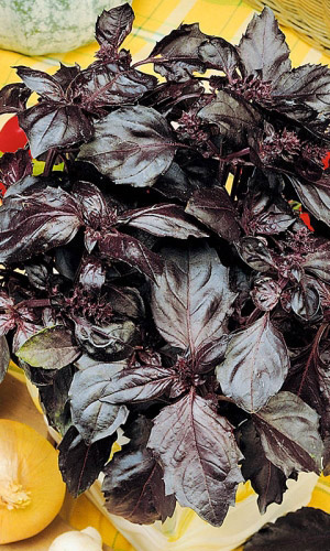 Базилик ФИОЛЕТОВЫЙ