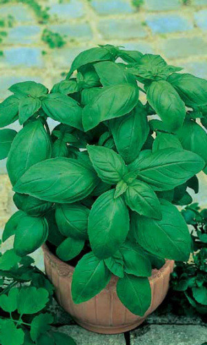 Базилик ОВОЩНОЙ