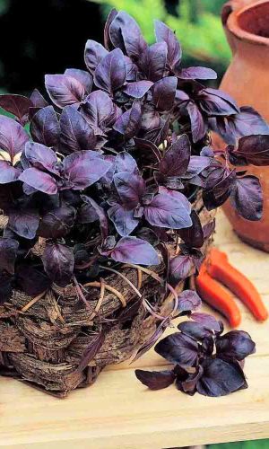 Базилик СТАРЫЙ ЕРЕВАН