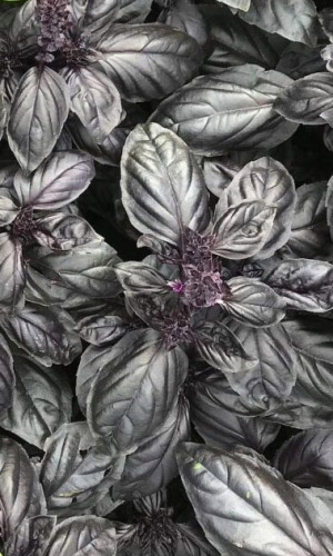 Базилик ЯШКА ЦЫГАН