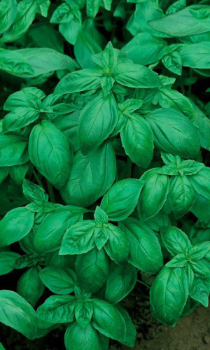 Базилик ЗАСТОЛЬНЫЙ