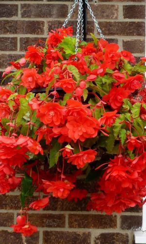 Бегония ампельная ШАНСОН КРАСНАЯ