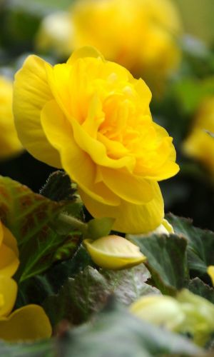 Бегония клубневая крупноцветковая КАМЕЛИЯ ЖЁЛТАЯ