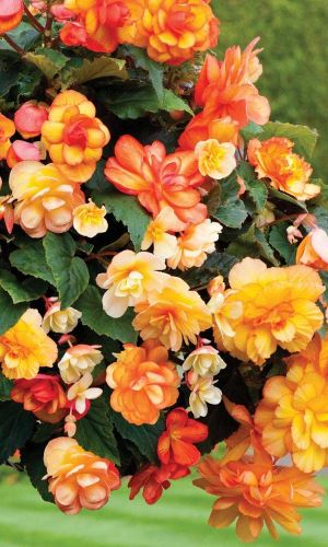 Бегония клубневая САН ДАНСЕР ЕЛЛОУ РЕД ПИКОТИ F1