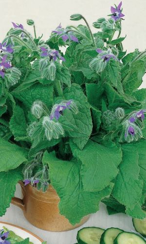 Бораго ОГУРЕЧНАЯ ТРАВА