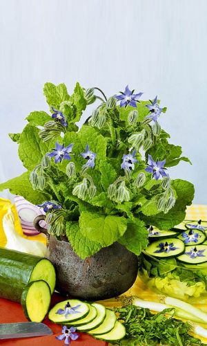 Бораго РУЧЕЁК