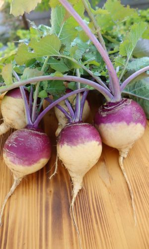 Брюква САХАРНАЯ ГОЛОВА®