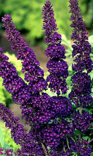 Буддлея давида ФИОЛЕТОВО-ГОЛУБАЯ