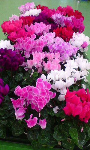 Цикламен ГИГАНТСКИЙ