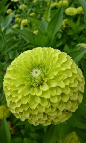 Цинния ЭНВИ