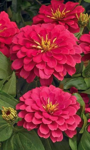 Цинния МЕЧТА георгиноцветковая