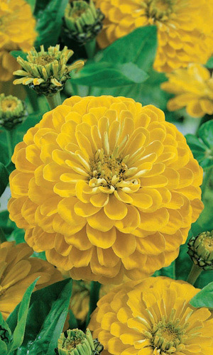 Цинния ПТИЧКА КАНАРЕЙКА