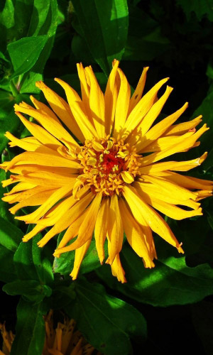 Цинния БОГ СОЛНЦА кактусовидная