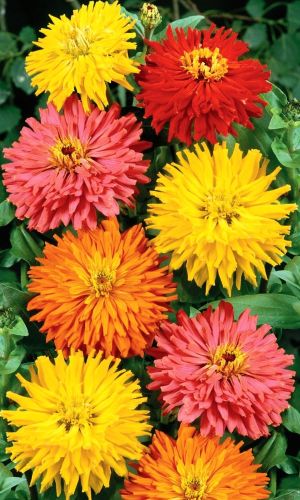 Цинния СМЕСЬ ОКРАСОК кактусовидная