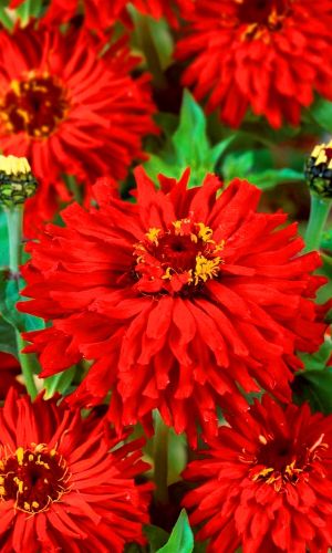 Цинния КРАСНЫЙ БАРОН кактусовидная