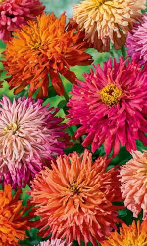 Цинния ЛАМБАДА