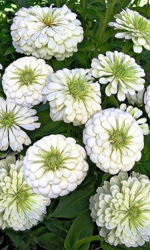 Цинния лилипут БЕЛАЯ