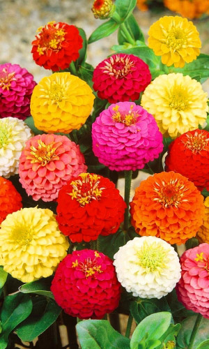 Цинния лилипут ОЖЕРЕЛЬЕ