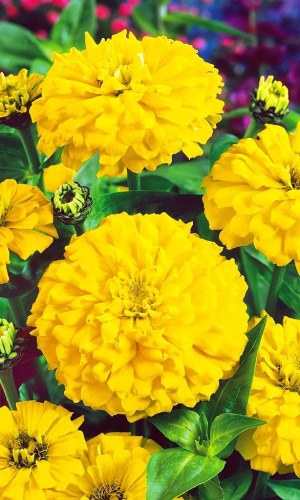 Цинния лилипут ЖЁЛТАЯ