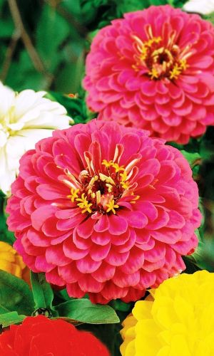 Цинния ВОЛШЕБНАЯ РОЗА