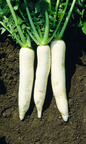 Дайкон ДУБИНУШКА