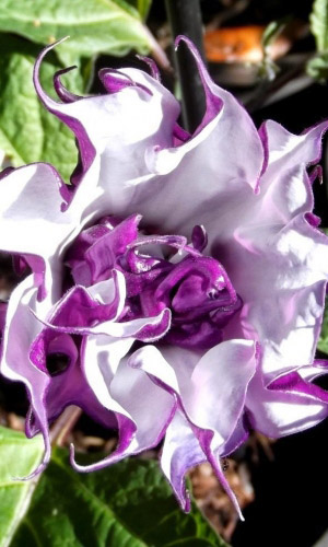 Дурман БАЛЕРИНА ПАРПЛ