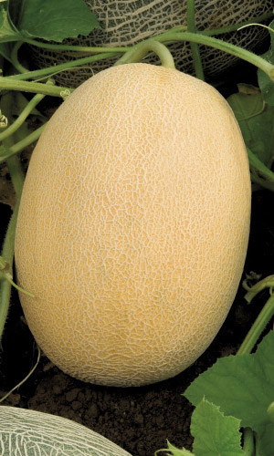 Дыня АЛТАЙСКАЯ