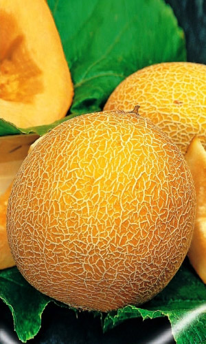 Дыня ИДИЛЛИЯ