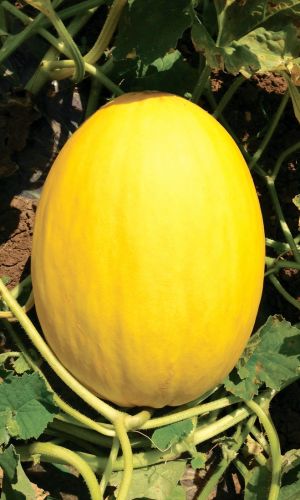 Дыня КОЛХОЗНИЦА 749/753 (большой пакет)