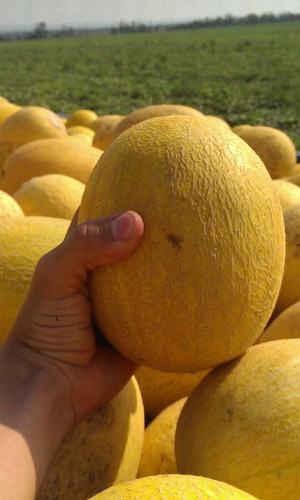 Дыня РАННЯЯ 133