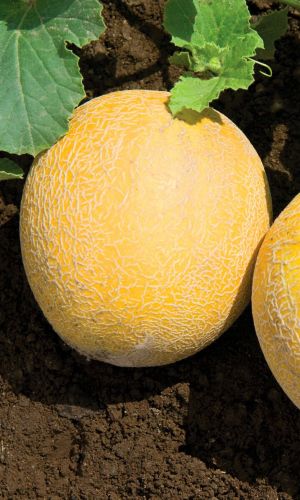 Дыня ЗОЛОТИСТАЯ (большой пакет)