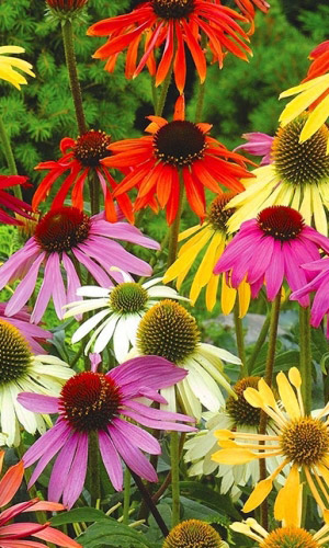 Эхинацея СМЕСЬ ОКРАСОК