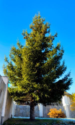 Ель УРАЛЬСКАЯ